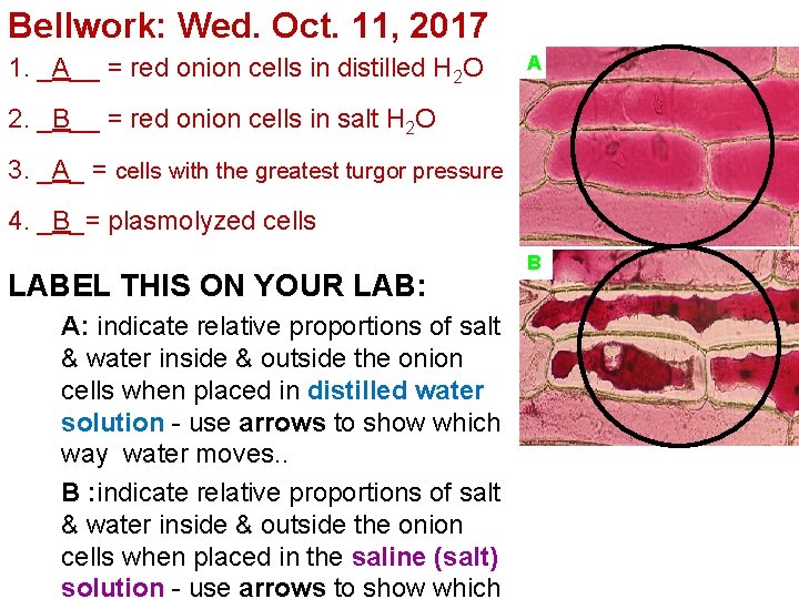 Bellwork: Wed. Oct. 11, 2017 1. _A__ = red onion cells in distilled H