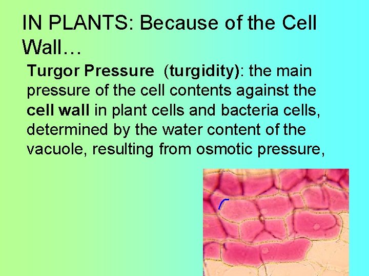 IN PLANTS: Because of the Cell Wall… Turgor Pressure (turgidity): the main pressure of