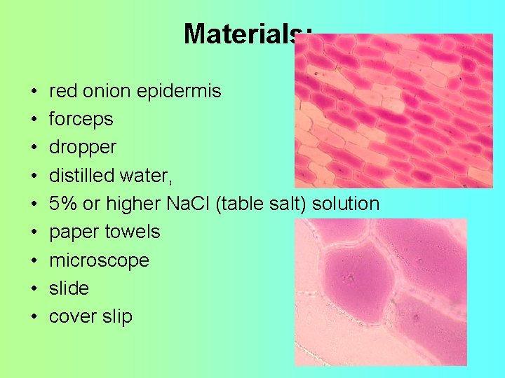 Materials: • • • red onion epidermis forceps dropper distilled water, 5% or higher