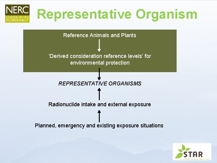 Representative Organism Reference Animals and Plants ‘Derived consideration reference levels’ for environmental protection REPRESENTATIVE