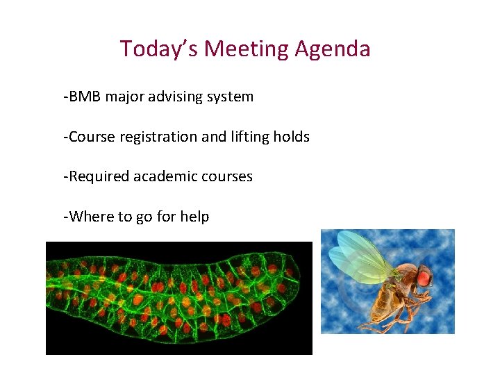 Today’s Meeting Agenda -BMB major advising system -Course registration and lifting holds -Required academic