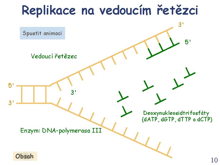 Replikace na vedoucím řetězci 3' Spustit animaci 5' Vedoucí řetězec 5' 3' 3' Deoxynukleosidtrifosfáty