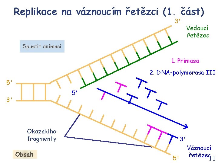 Replikace na váznoucím řetězci (1. část) 3' Vedoucí řetězec Spustit animaci 1. Primasa 2.