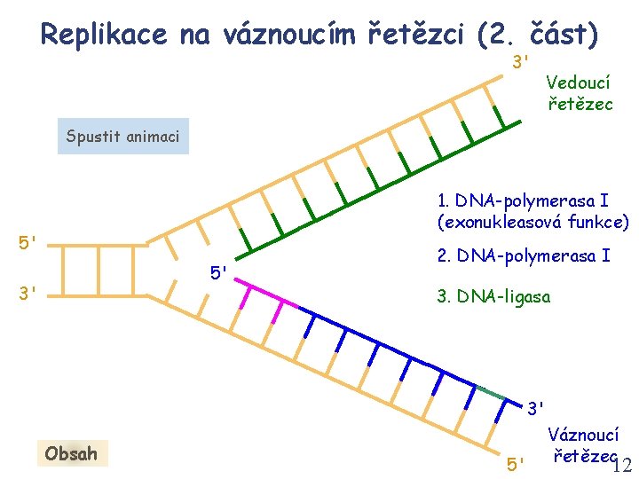 Replikace na váznoucím řetězci (2. část) 3' Vedoucí řetězec Spustit animaci 1. DNA-polymerasa I