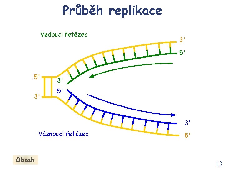 Průběh replikace Vedoucí řetězec 3' 5' 5' 3' 3' 5' 3' Váznoucí řetězec Obsah