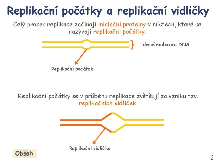 Replikační počátky a replikační vidličky Celý proces replikace začínají iniciační proteiny v místech, které