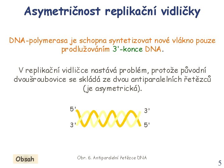Asymetričnost replikační vidličky DNA-polymerasa je schopna syntetizovat nové vlákno pouze prodlužováním 3'-konce DNA. V