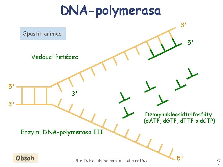 DNA-polymerasa 3' Spustit animaci 5' Vedoucí řetězec 5' 3' 3' Deoxynukleosidtrifosfáty (d. ATP, d.