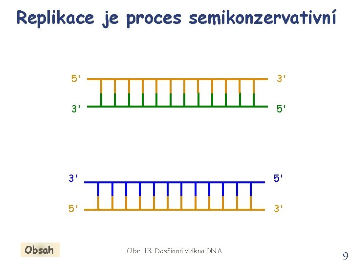 Replikace je proces semikonzervativní Obsah 5' 3' 3' 5' 5' 3' Obr. 13. Dceřinná