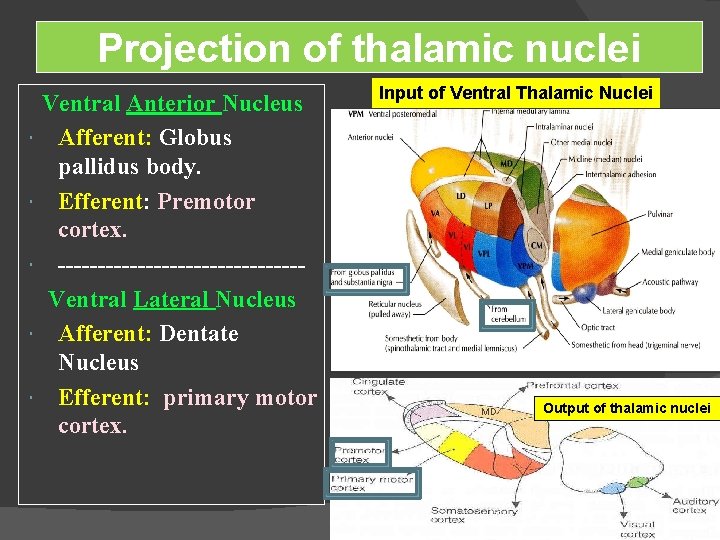 Projection of thalamic nuclei Ventral Anterior Nucleus Afferent: Globus pallidus body. Efferent: Premotor cortex.