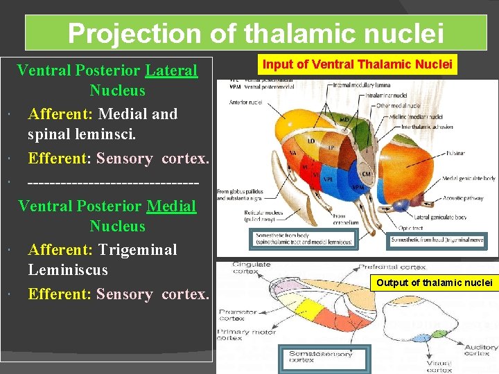 Projection of thalamic nuclei Ventral Posterior Lateral Nucleus Afferent: Medial and spinal leminsci. Efferent: