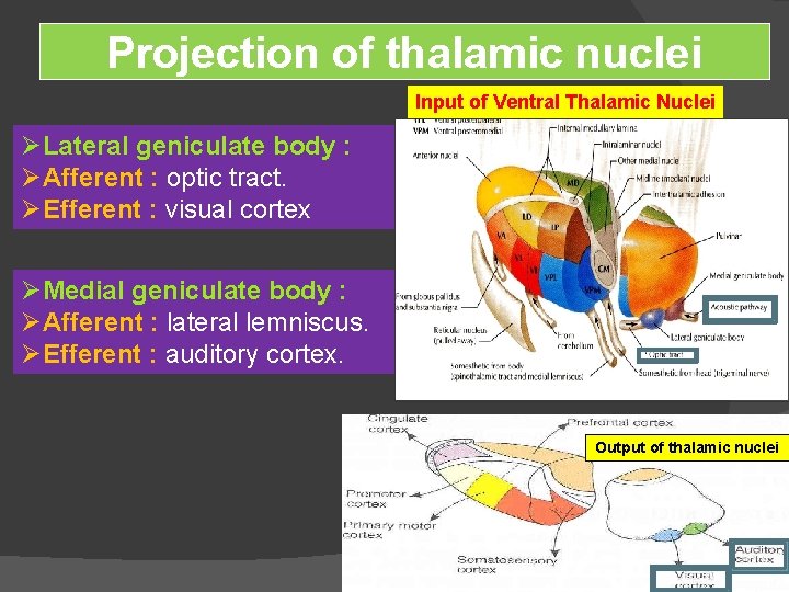 Projection of thalamic nuclei Input of Ventral Thalamic Nuclei ØLateral geniculate body : ØAfferent