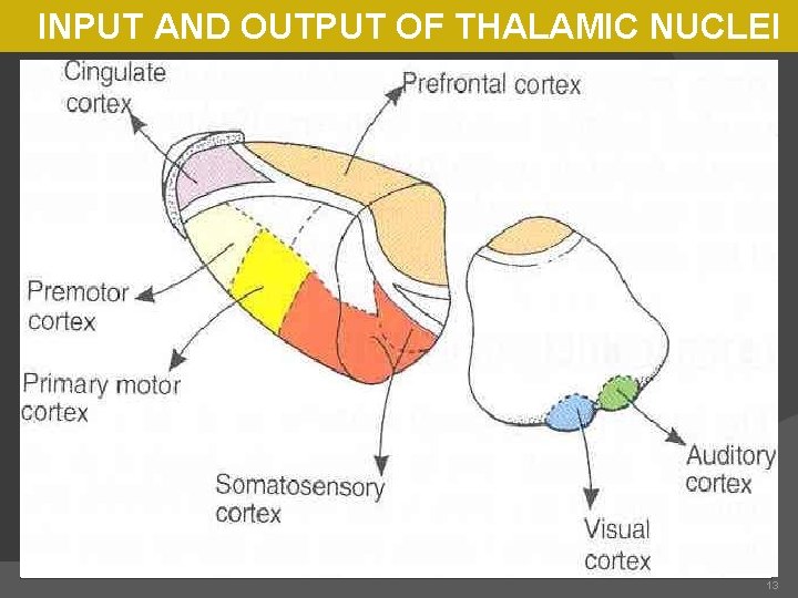 INPUT AND OUTPUT OF THALAMIC NUCLEI 13 