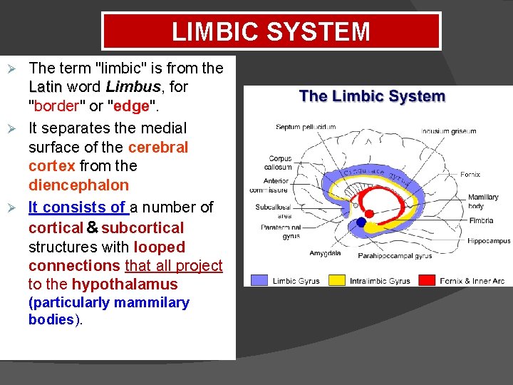 LIMBIC SYSTEM The term "limbic" is from the Latin word Limbus, for "border" or