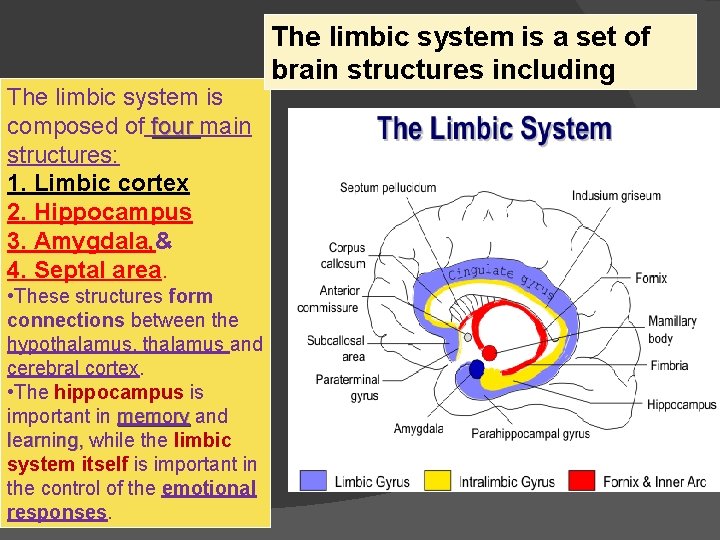 The limbic system is composed of four main structures: 1. Limbic cortex 2. Hippocampus