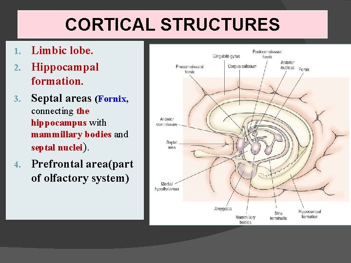 CORTICAL STRUCTURES Limbic lobe. 2. Hippocampal formation. 3. Septal areas (Fornix, 1. connecting the