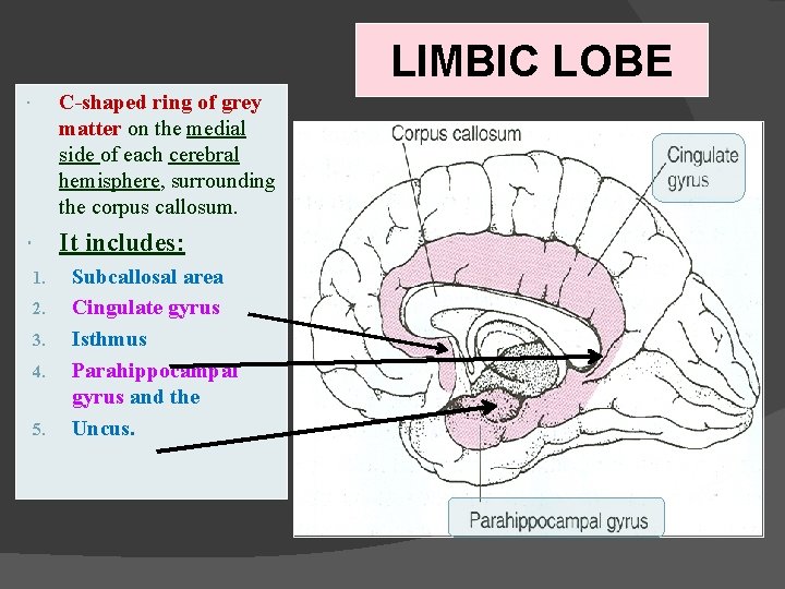 LIMBIC LOBE C-shaped ring of grey matter on the medial side of each cerebral