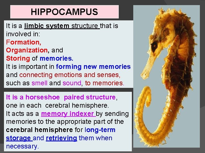 HIPPOCAMPUS It is a limbic system structure that is involved in: Formation, Organization, and