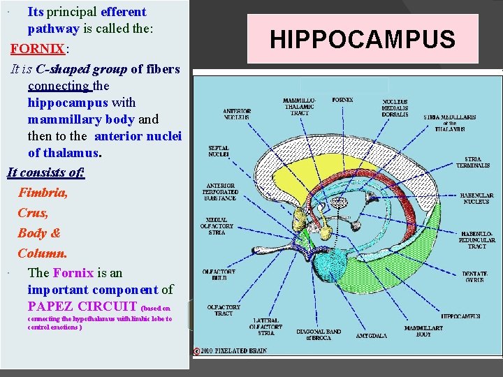 Its principal efferent pathway is called the: FORNIX: It is C-shaped group of fibers