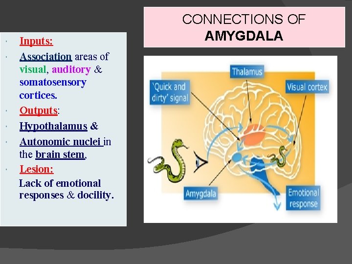  Inputs: Association areas of visual, auditory & somatosensory cortices. Outputs: Hypothalamus & Autonomic