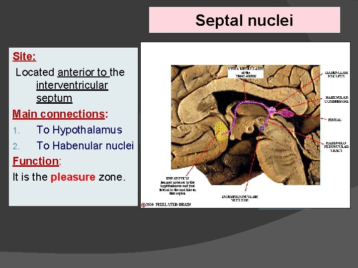 Septal nuclei Site: Located anterior to the interventricular septum Main connections: 1. To Hypothalamus