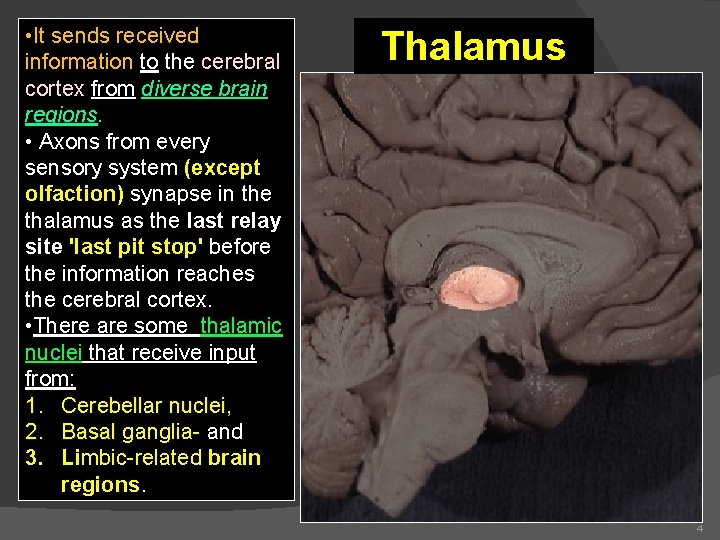  • It sends received information to the cerebral cortex from diverse brain regions.