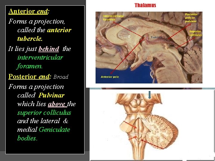 Anterior end: Forms a projection, called the anterior tubercle. It lies just behind the