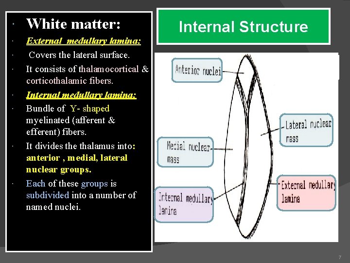  White matter: External medullary lamina: Covers the lateral surface. It consists of thalamocortical