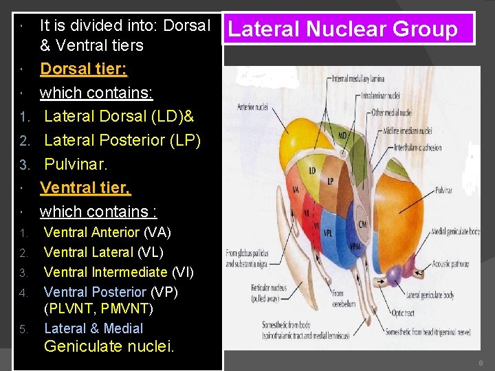  1. 2. 3. 4. 5. It is divided into: Dorsal & Ventral tiers