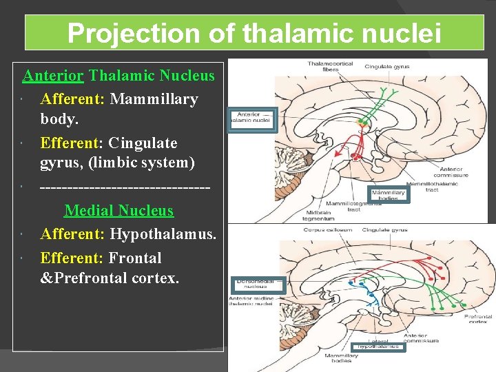 Projection of thalamic nuclei Anterior Thalamic Nucleus Afferent: Mammillary body. Efferent: Cingulate gyrus, (limbic