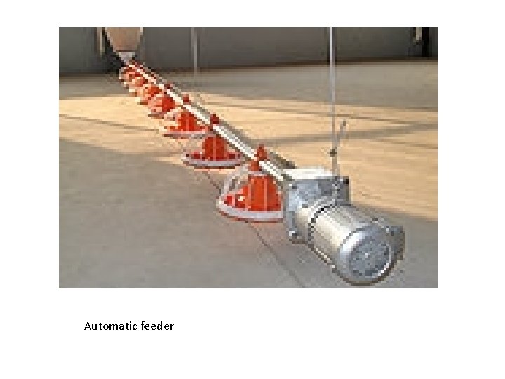 Automatic feeder 