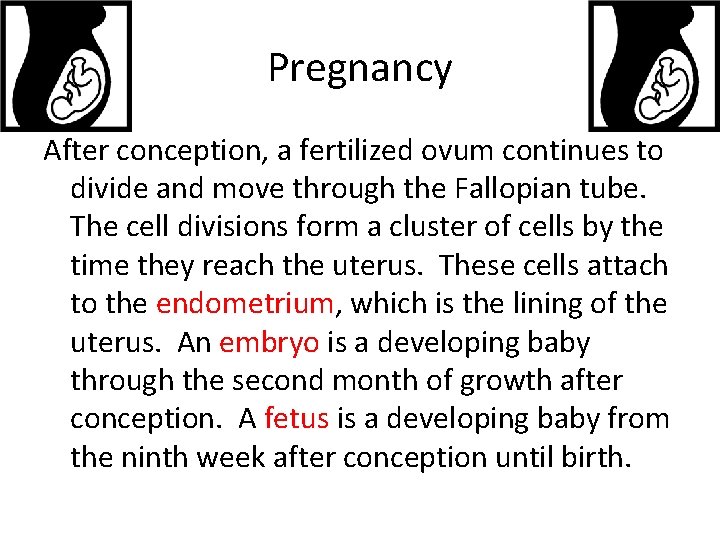 Pregnancy After conception, a fertilized ovum continues to divide and move through the Fallopian