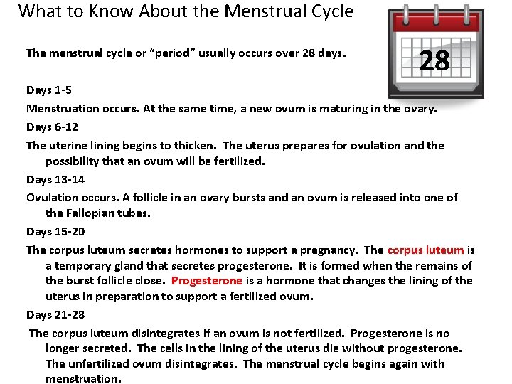 What to Know About the Menstrual Cycle The menstrual cycle or “period” usually occurs