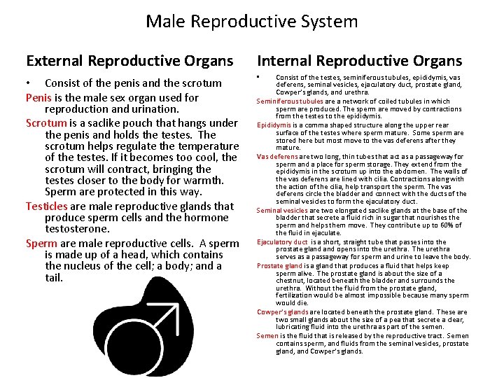 Male Reproductive System External Reproductive Organs Internal Reproductive Organs • Consist of the penis