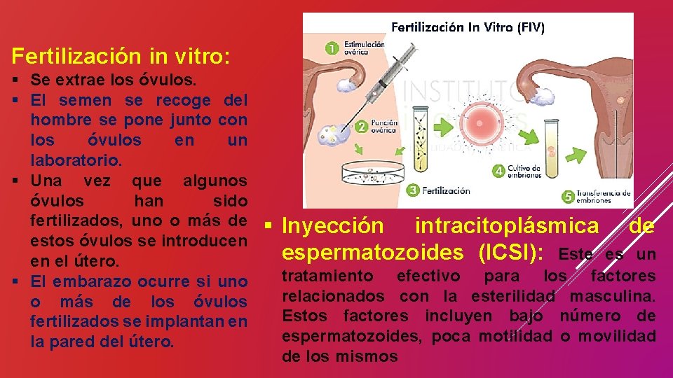 Fertilización in vitro: § Se extrae los óvulos. § El semen se recoge del