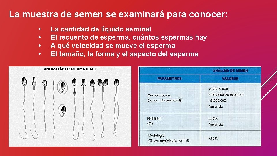 La muestra de semen se examinará para conocer: • • La cantidad de líquido