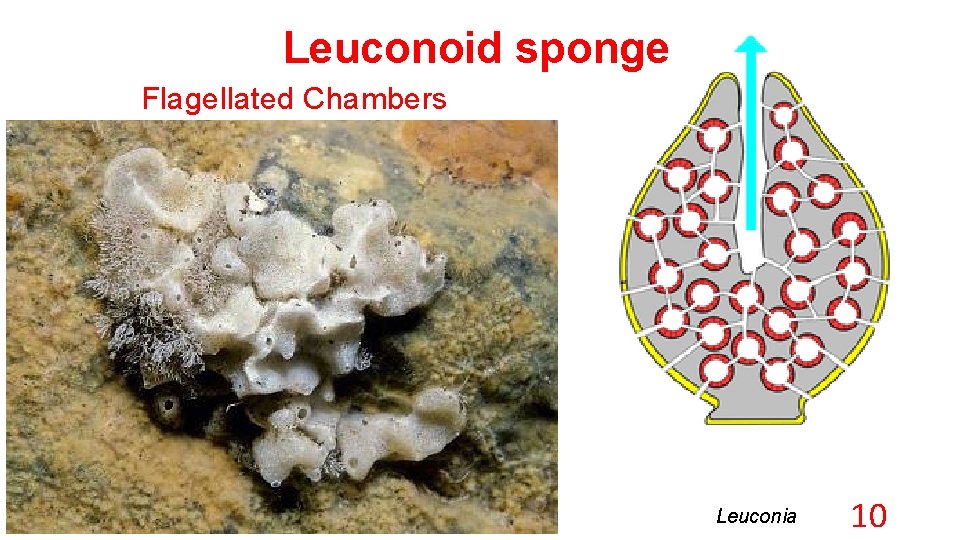 Leuconoid sponge Flagellated Chambers Leuconia 10 