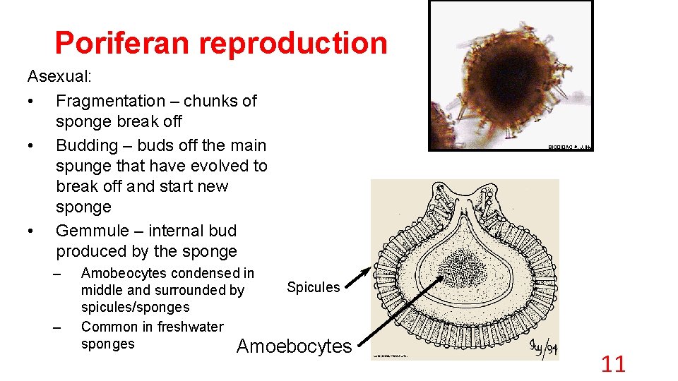 Poriferan reproduction Asexual: • Fragmentation – chunks of sponge break off • Budding –