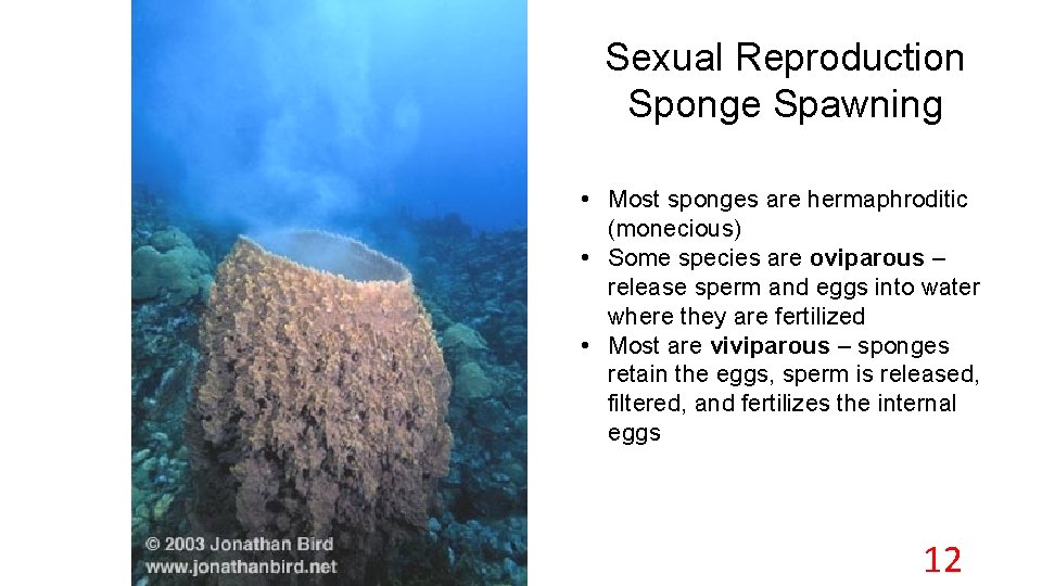 Sexual Reproduction Sponge Spawning • Most sponges are hermaphroditic (monecious) • Some species are