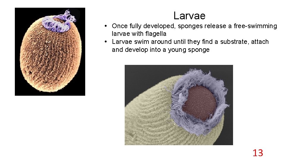 Larvae • Once fully developed, sponges release a free-swimming larvae with flagella • Larvae