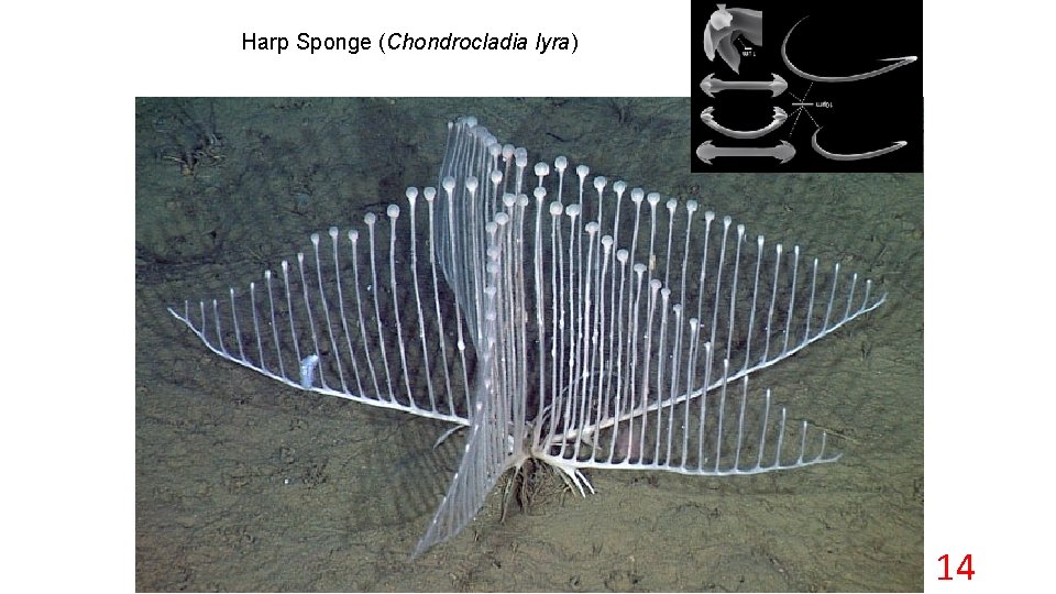 Harp Sponge (Chondrocladia lyra) 14 