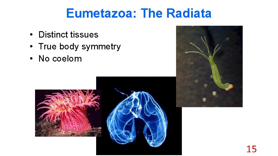 Eumetazoa: The Radiata • Distinct tissues • True body symmetry • No coelom 15