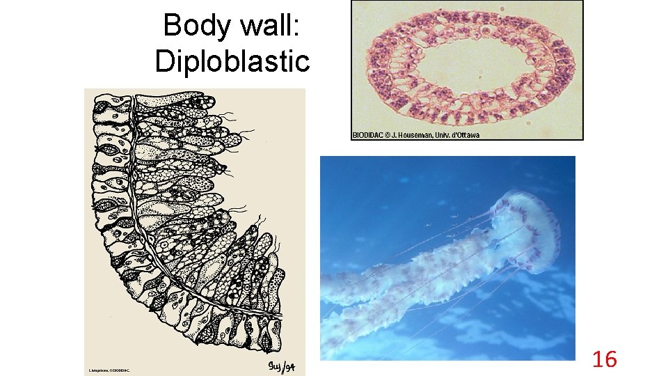 Body wall: Diploblastic 16 