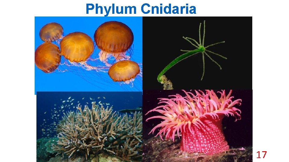 Phylum Cnidaria 17 