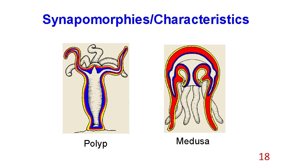 Synapomorphies/Characteristics Polyp Medusa 18 