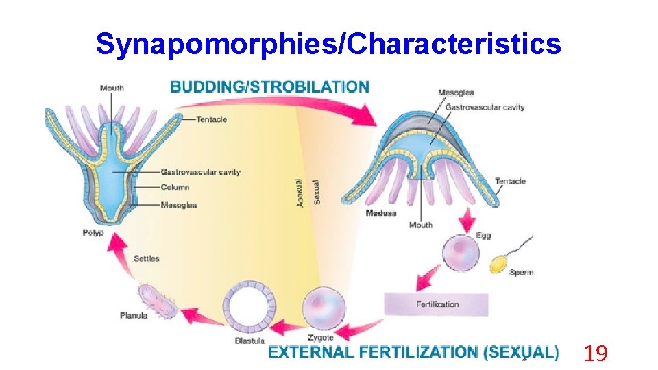 Synapomorphies/Characteristics 19 