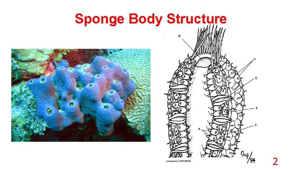Sponge Body Structure 2 