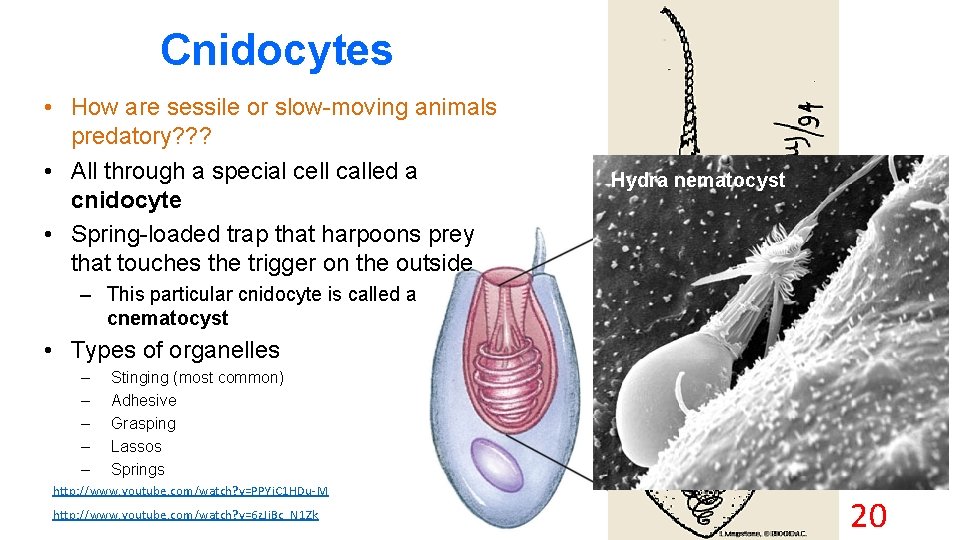 Cnidocytes • How are sessile or slow-moving animals predatory? ? ? • All through