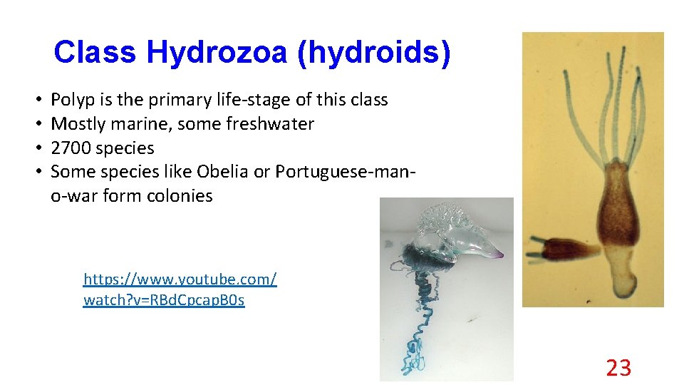 Class Hydrozoa (hydroids) • • Polyp is the primary life-stage of this class Mostly