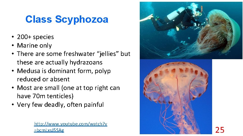 Class Scyphozoa • 200+ species • Marine only • There are some freshwater “jellies”